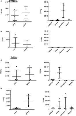 Salmonella Typhimurium Infection Leads to Colonization of the Mouse Brain and Is Not Completely Cured With Antibiotics